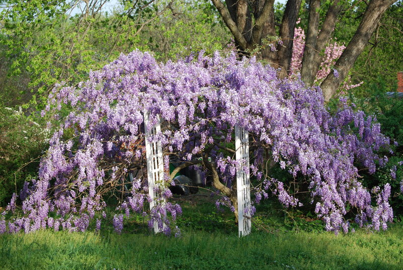 Purple Wisteria Vine