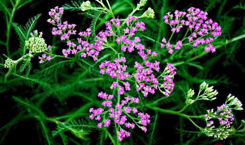 Purple Yarrow Flowers