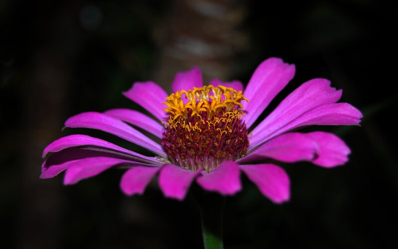 purple zinnia flower