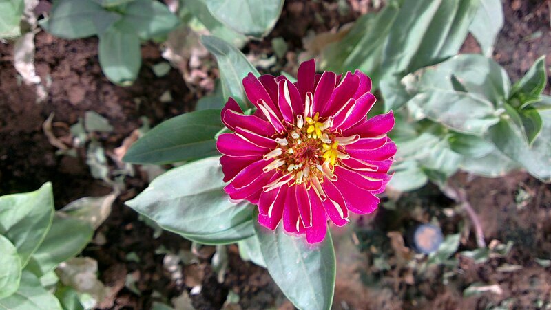 Purple Zinnia Flower — Calm, Afternoon, Photograph