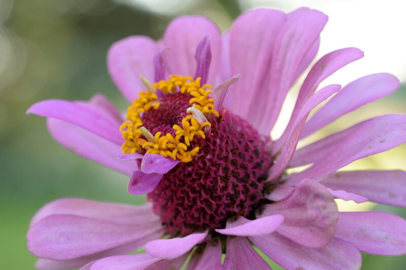 Purple Zinnia Flower — Calm, Afternoon