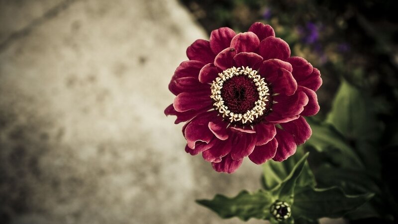 Purple Zinnia Flower — Calm, Photograph, Green Leaves, Stone Surface, White