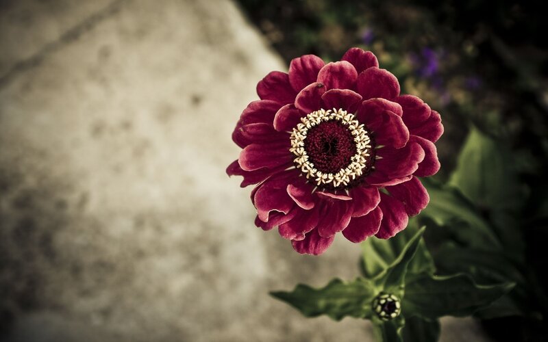 Purple Zinnia Flower — Calm, Photograph, Green Leaves, Unopened Bud, Green