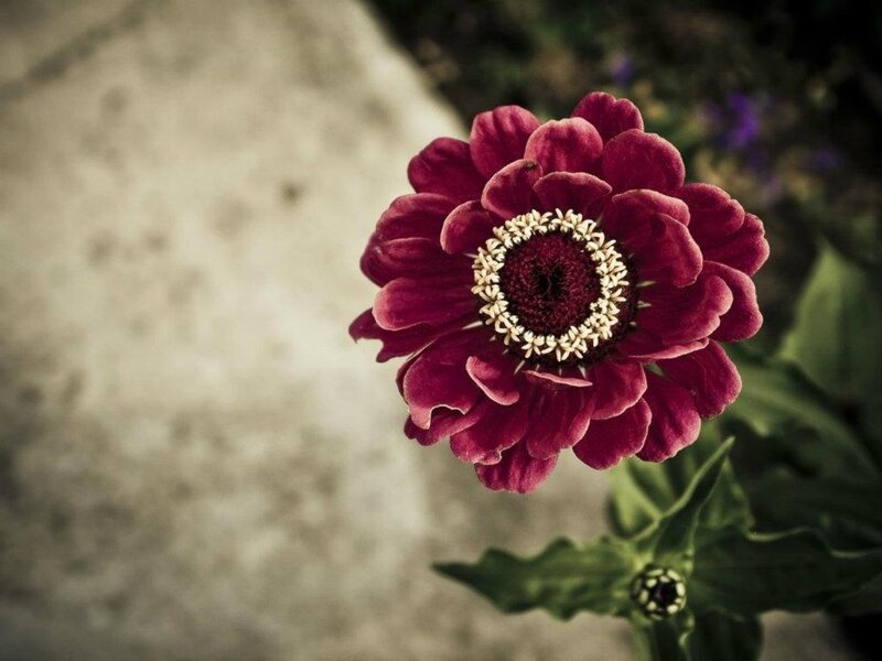 Purple Zinnia Flower — Calm, Photograph