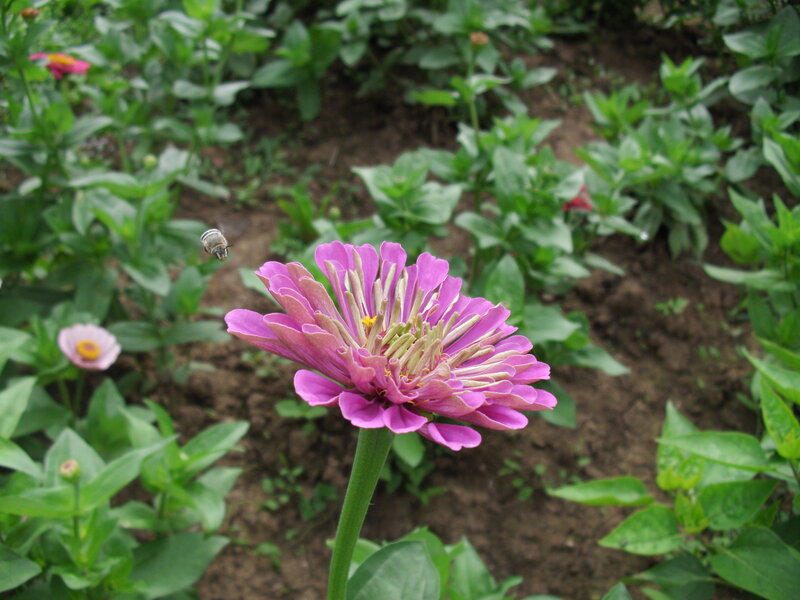 Purple Zinnia Flower — Calm