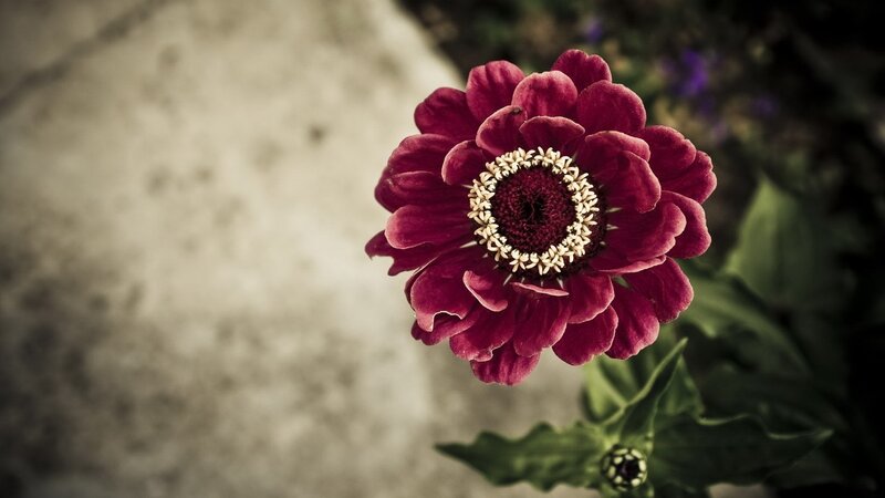 Purple zinnia flower close-up