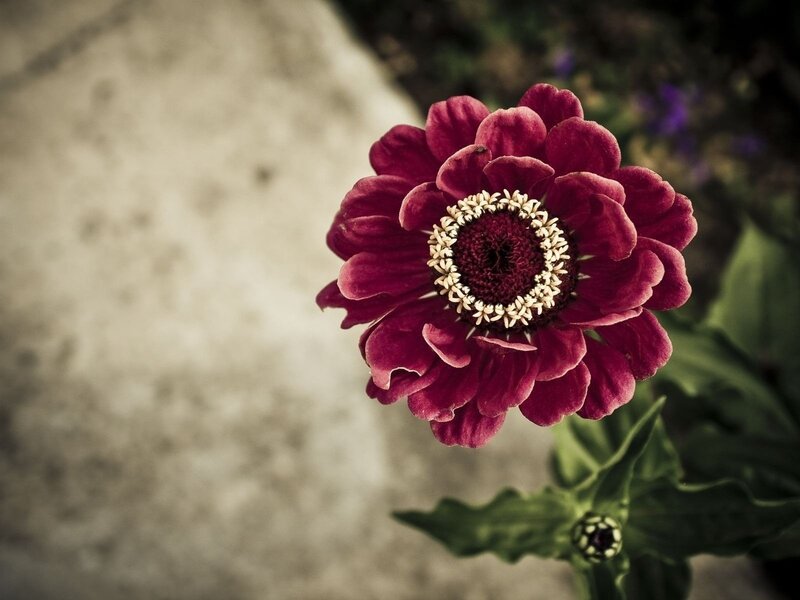 purple zinnia flower close-up