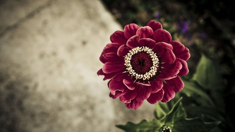 purple zinnia flower close-up