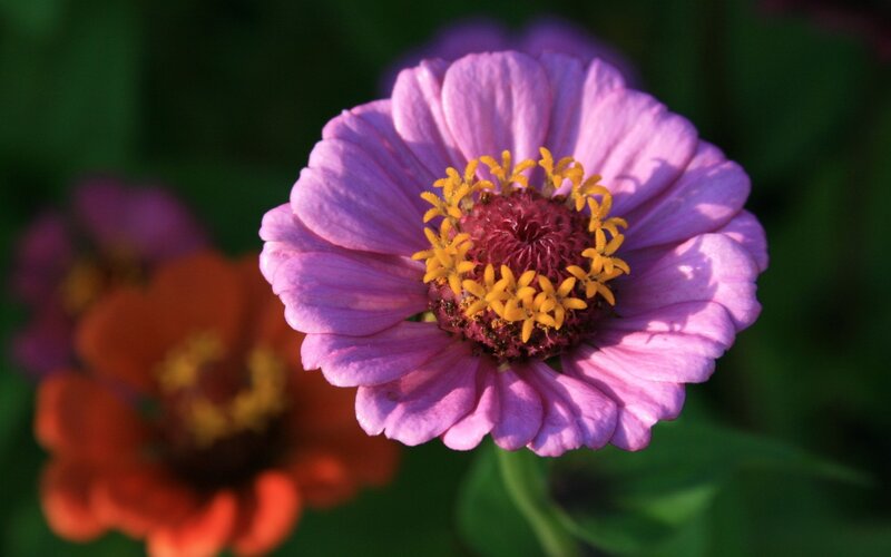 Purple zinnia flower close-up