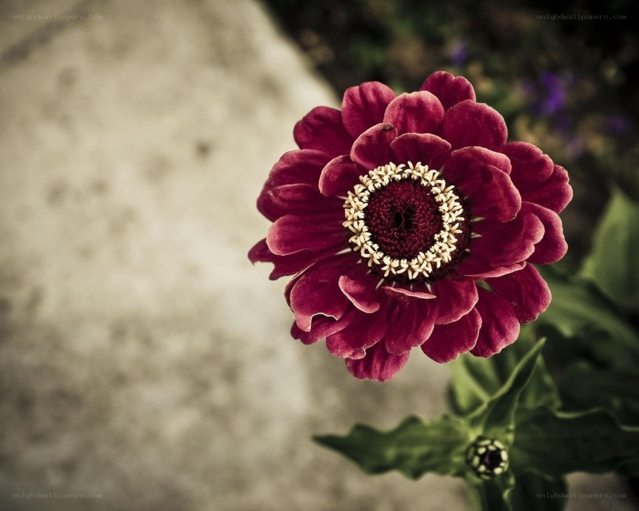 purple zinnia flower close-up