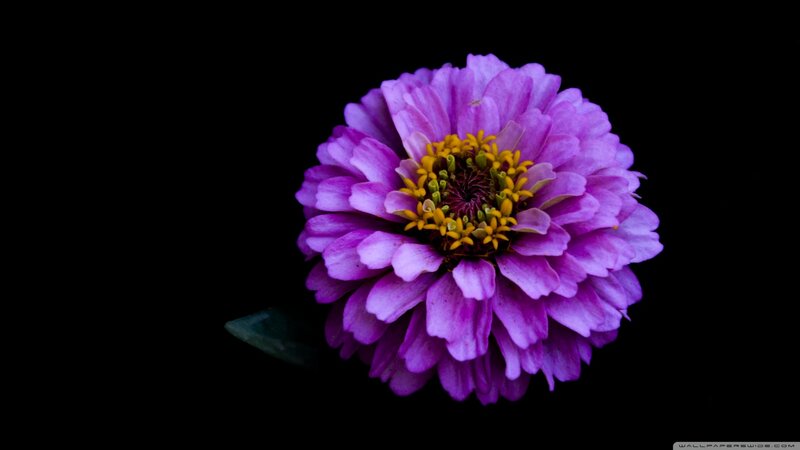Purple Zinnia Flower — Dramatic, Photograph
