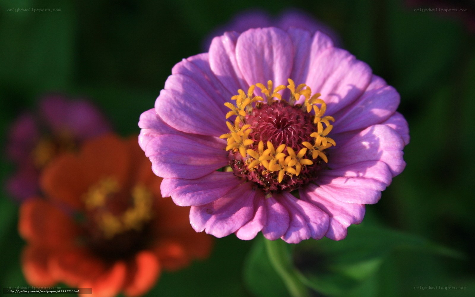 Purple zinnia flower in bloom