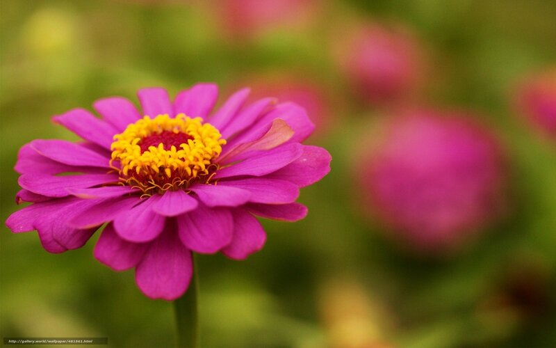 Purple zinnia flower in bloom