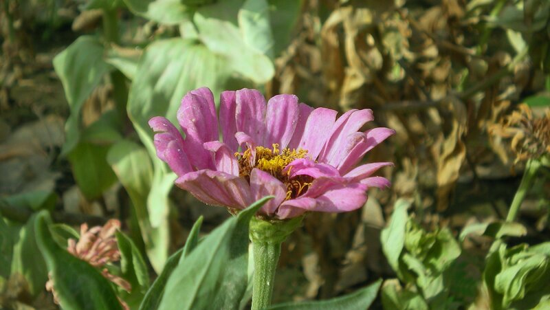 purple zinnia flower in garden