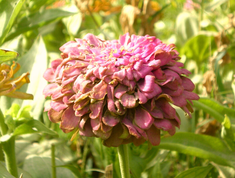 purple zinnia flower in garden