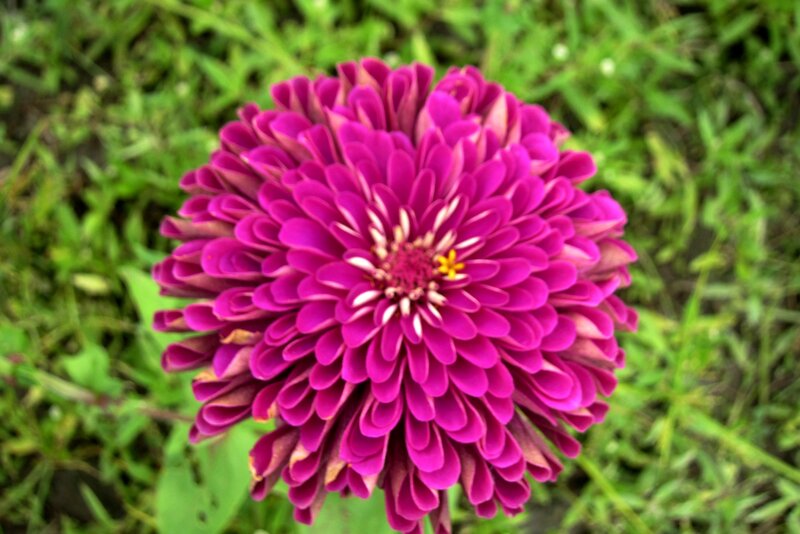 Purple Zinnia Flower — Magenta, Calm