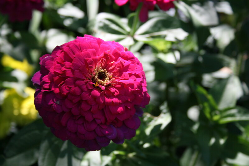 Purple Zinnia Flower — Magenta
