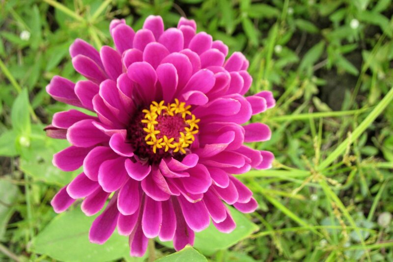 Purple Zinnia Flower — Natural