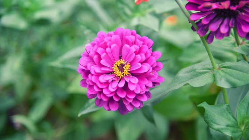 Purple Zinnia Flower — Pink