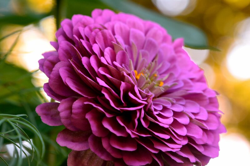 Purple Zinnia Flower — Serene, Afternoon, Photograph