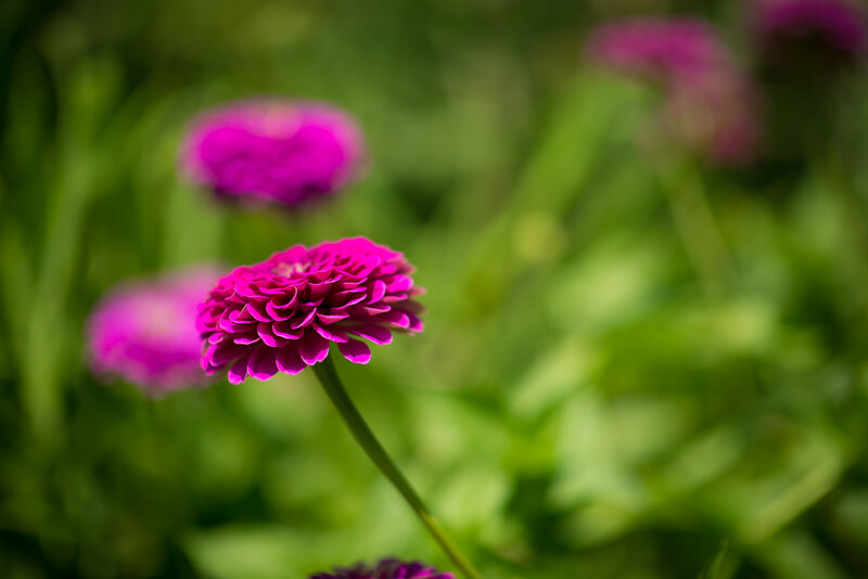 Purple Zinnia Flower — Serene, Afternoon