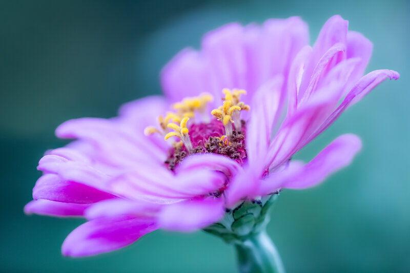 Purple Zinnia Flower — Serene, Photograph, Yellow Stamen