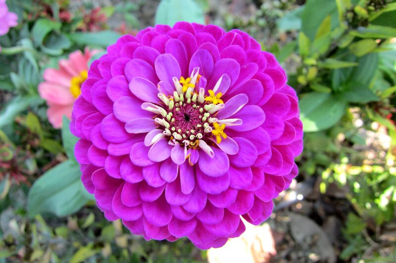 Purple Zinnia Flower — Serene