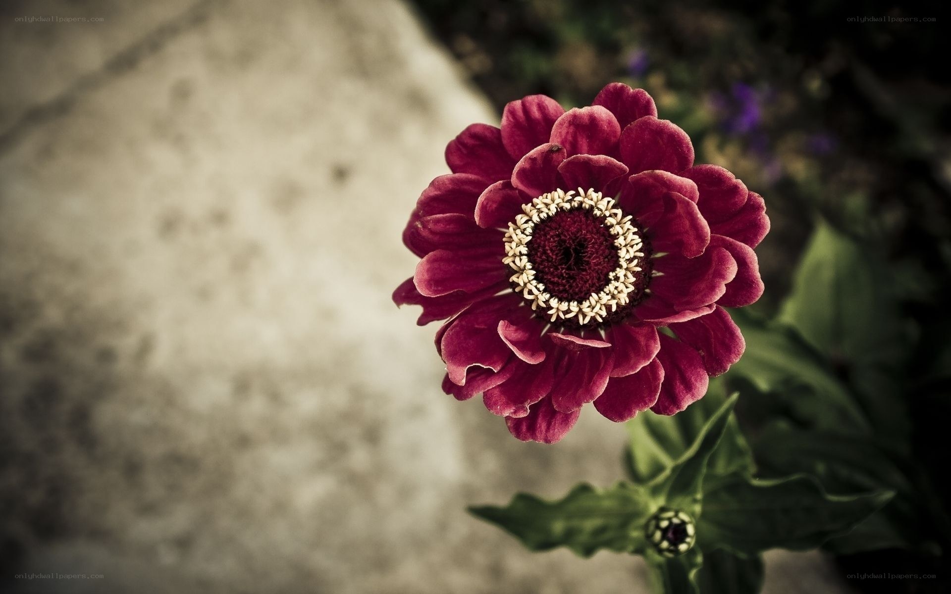 purple zinnia flower