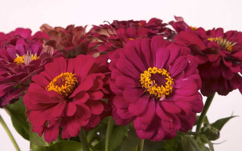 Purple Zinnia Flowers — Magenta