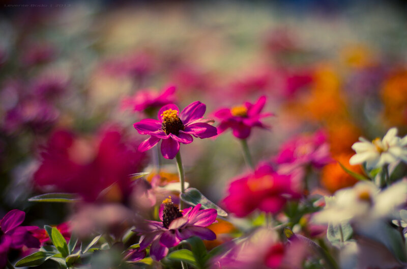 Purple Zinnia Flowers — Pink