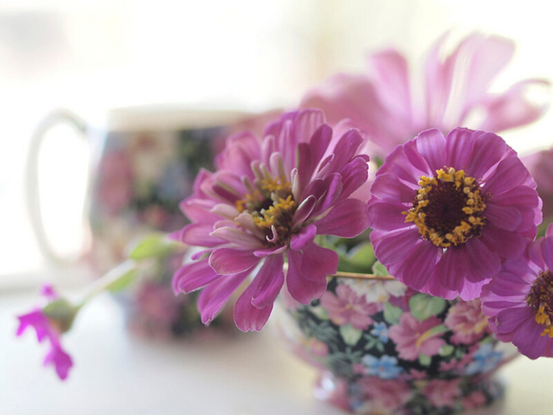 Purple Zinnia Flowers — Serene