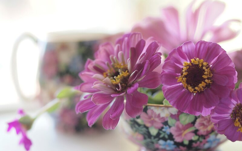 Purple zinnias in a floral cup