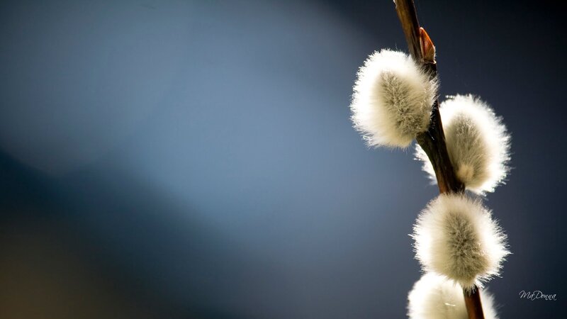 Pussy Willow Branch