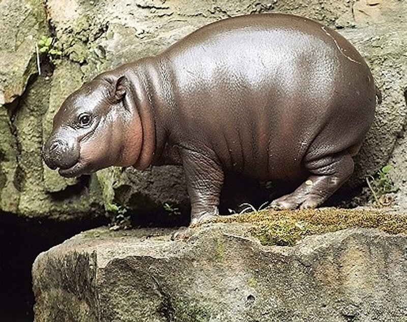 Pygmy Hippo Calf