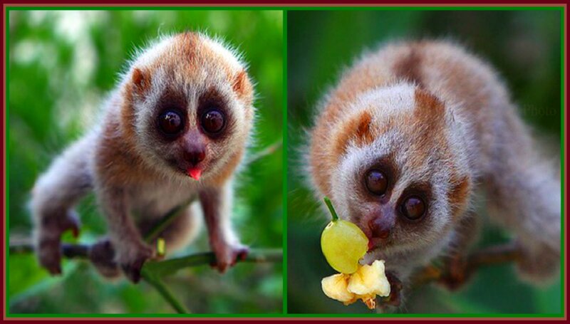 Pygmy Marmoset Eating