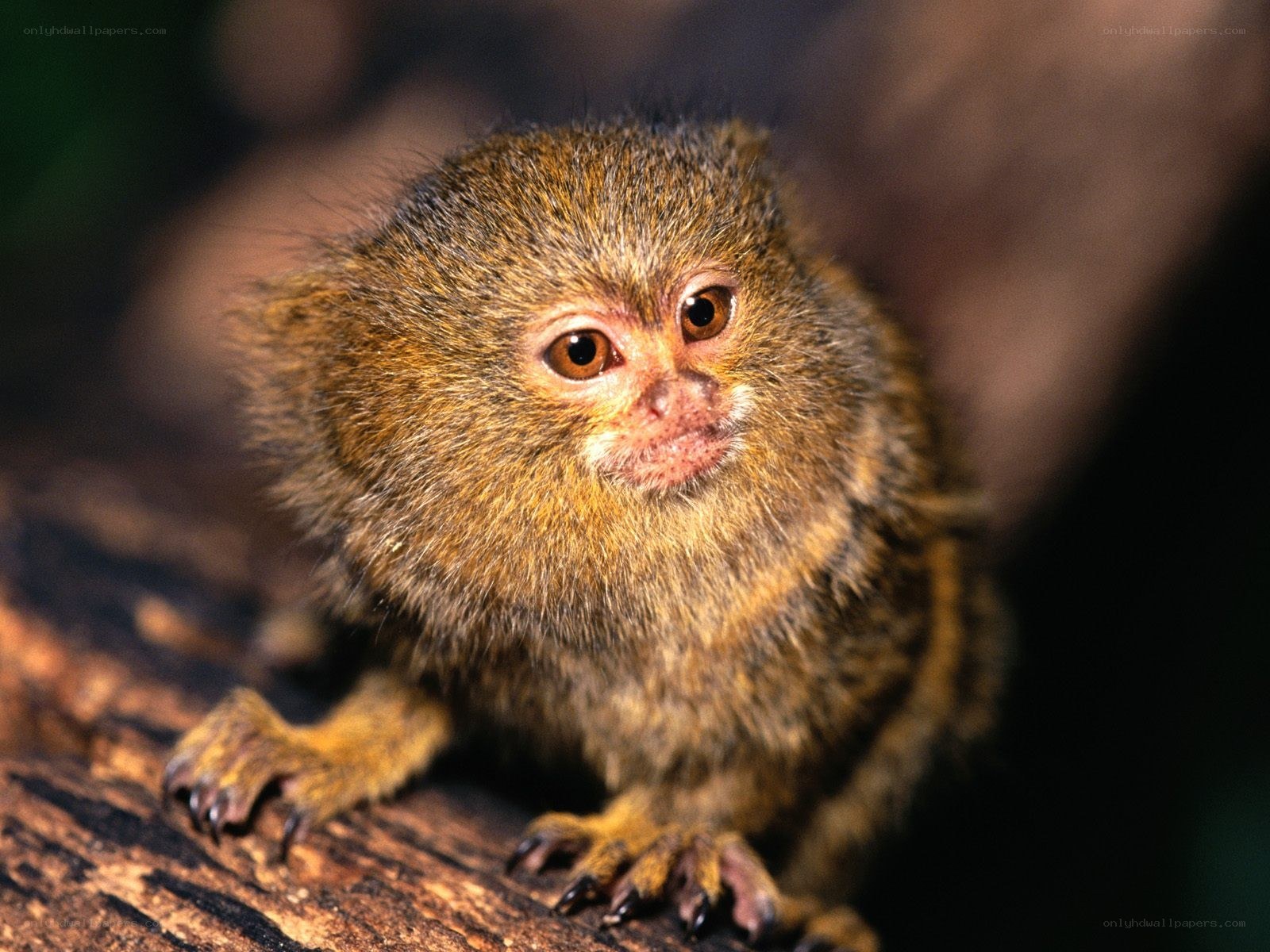 Pygmy marmoset on a branch