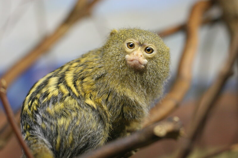 pygmy marmoset on a branch