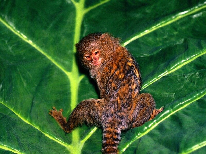 Pygmy Marmoset on Leaf — Green