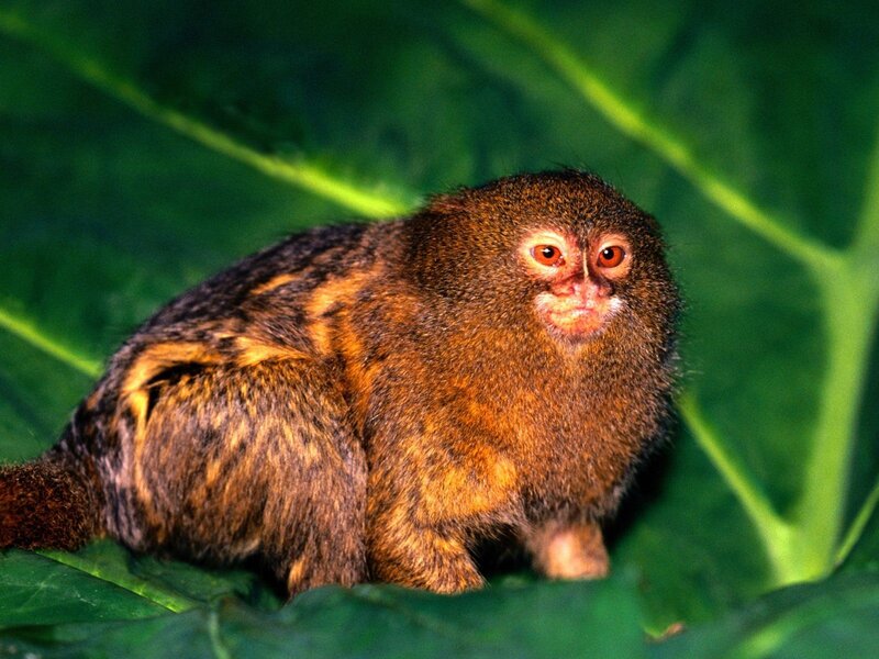Pygmy marmoset on leaf