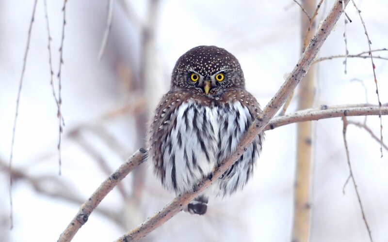 Pygmy Owl on Branch — Brown
