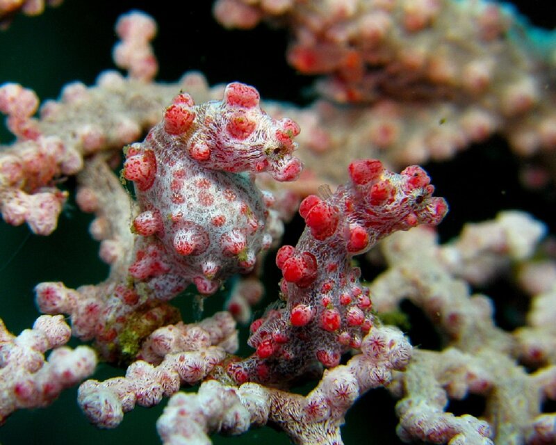 Pygmy Seahorse on Coral