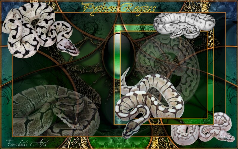 Python Regius Art Collage