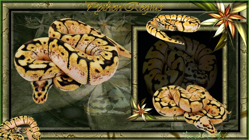Python Regius collage