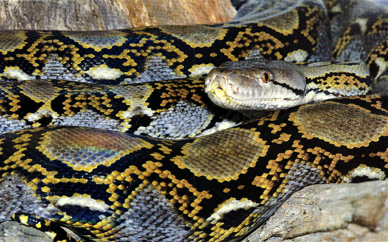 Python Snake Coiled