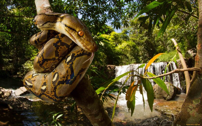 Python Snake on Branch
