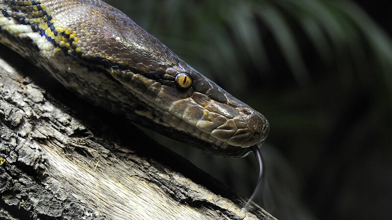Python Snake on Log
