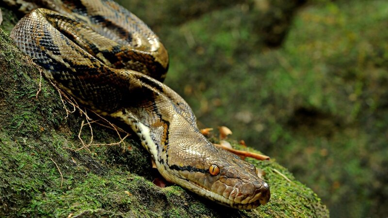 Python Snake on Moss — Green