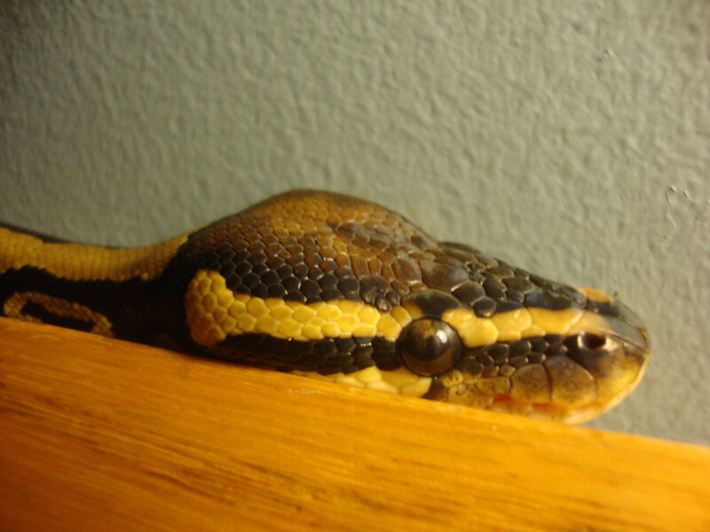 python snake on wood