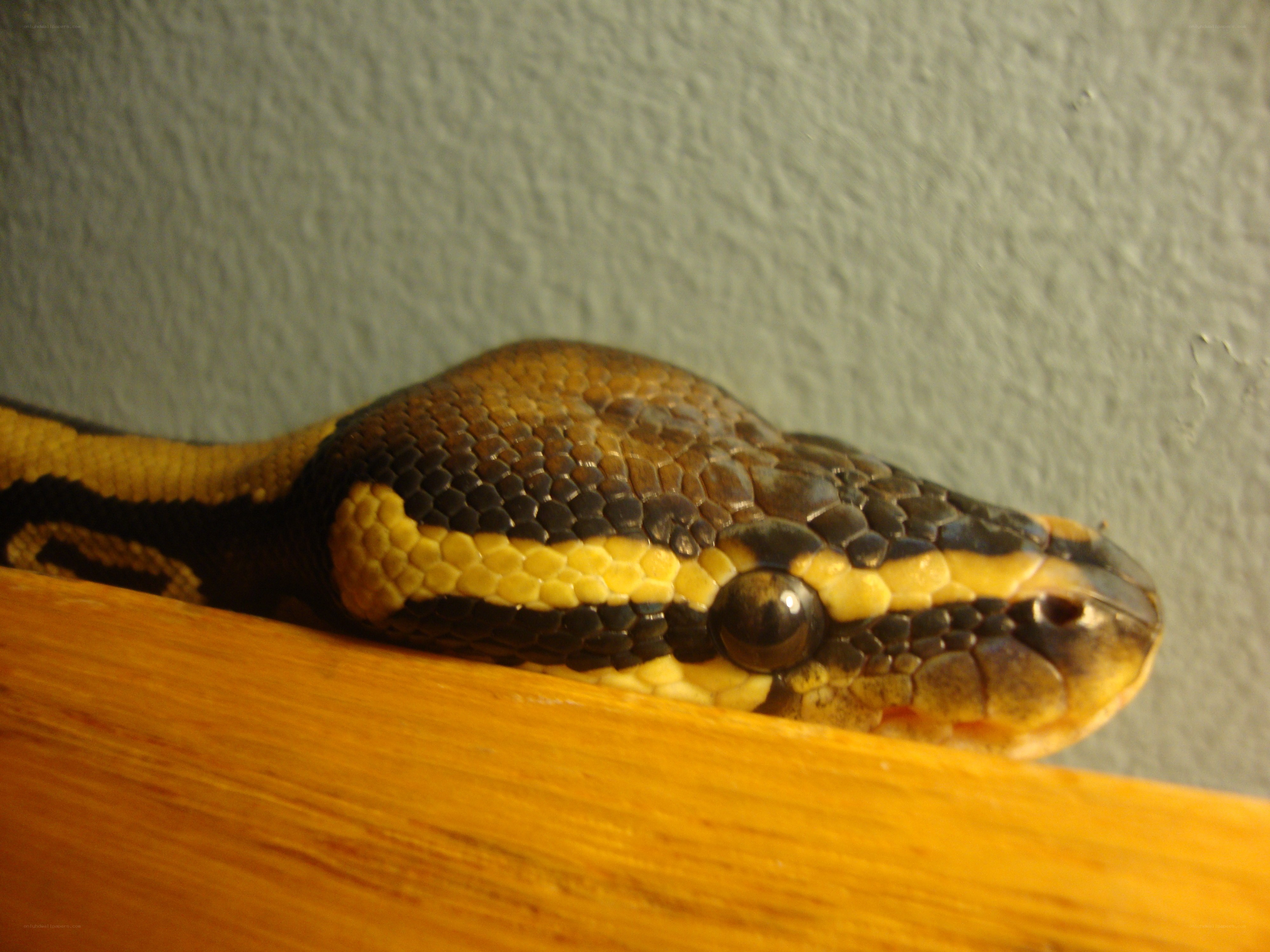 python snake on wood