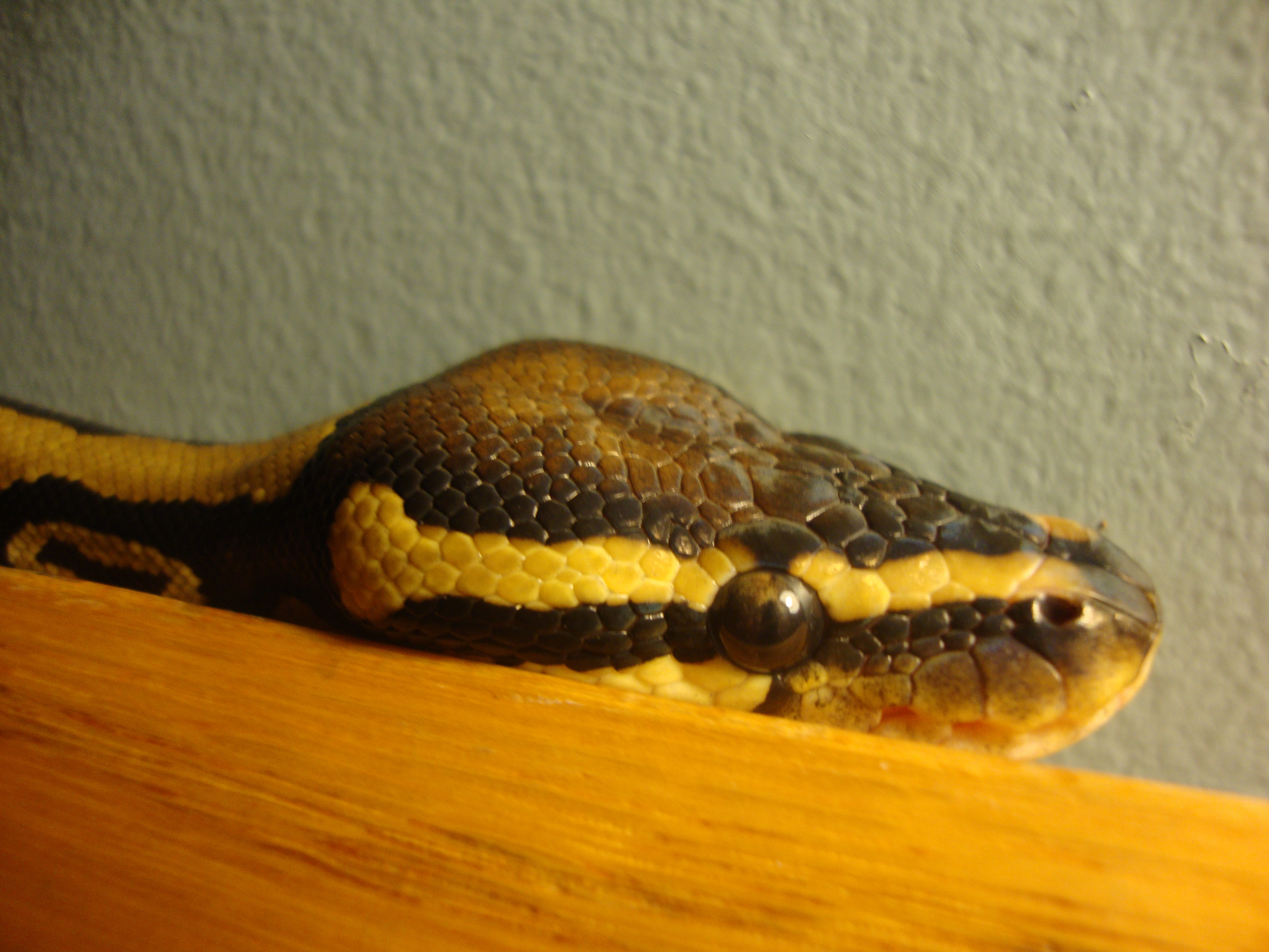 python snake on wood